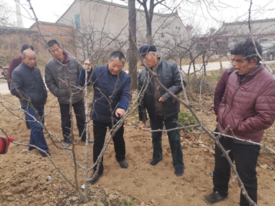 薛智德老师指导种植户修剪花椒树.jpg